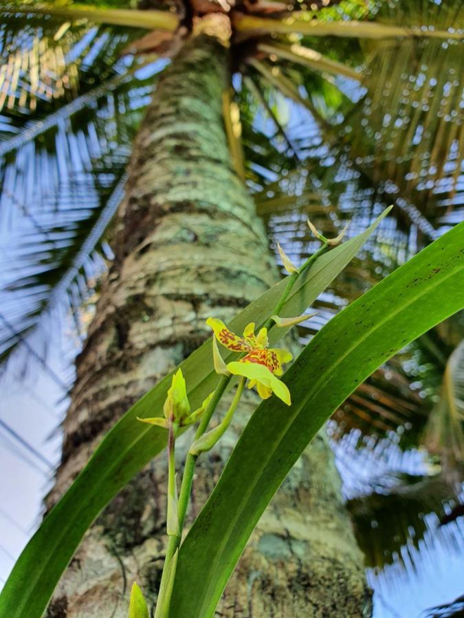Pousada Arraial Caribe Арраял-ду-Кабу Екстер'єр фото