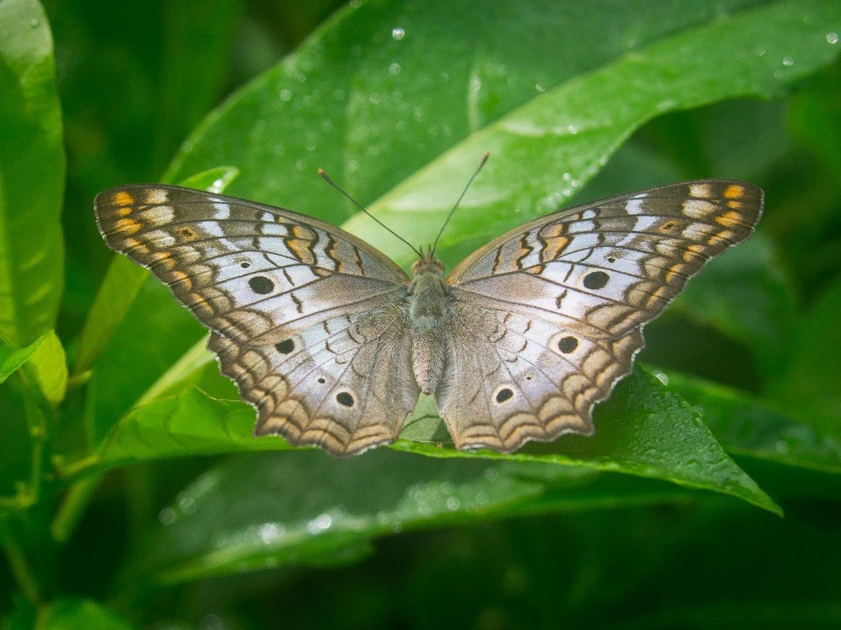 Pousada Arraial Caribe Арраял-ду-Кабу Екстер'єр фото